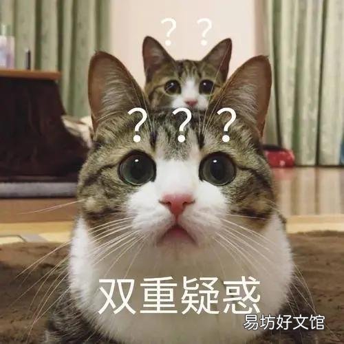 用纸箱做猫咪产房图解(怎么用纸箱子做猫产房)