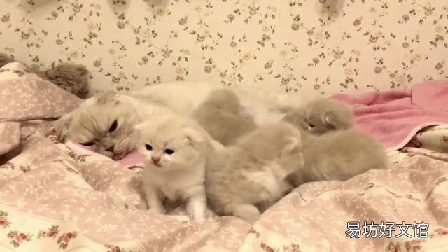 用纸箱做猫咪产房图解(怎么用纸箱子做猫产房)