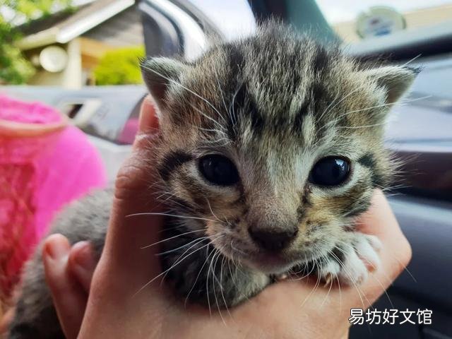 用纸箱做猫咪产房图解(怎么用纸箱子做猫产房)