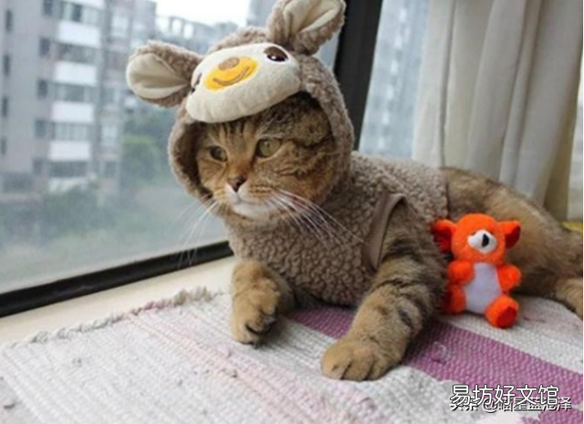 初学者养猫注意事项(初学者养猫注意事项有哪些?)