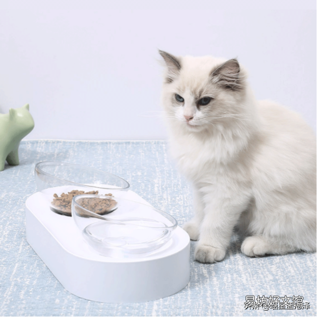 初学者养猫注意事项(初学者养猫注意事项有哪些?)