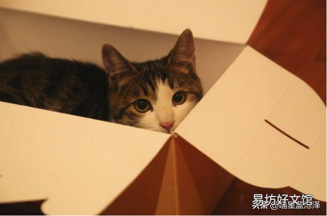 初学者养猫注意事项(初学者养猫注意事项有哪些?)