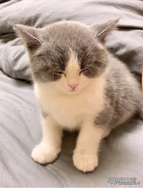 初学者养猫注意事项(初学者养猫注意事项有哪些?)