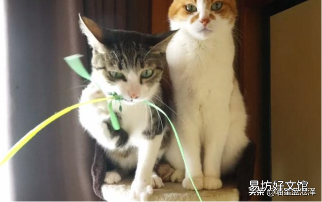 初学者养猫注意事项(初学者养猫注意事项有哪些?)