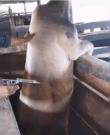 男生发99977什么意思 99977什么意思