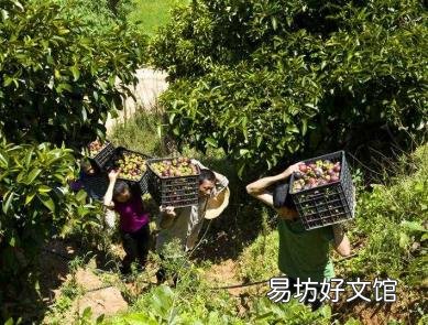 山竹长在树上的样子 山竹长在哪里