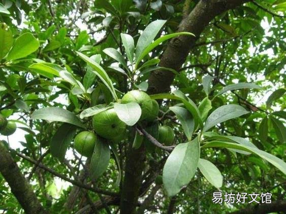 山竹长在树上的样子 山竹长在哪里
