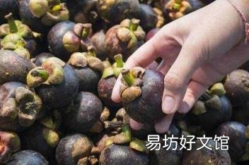 山竹长在树上的样子 山竹长在哪里