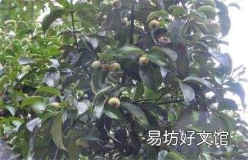 山竹长在树上的样子 山竹长在哪里