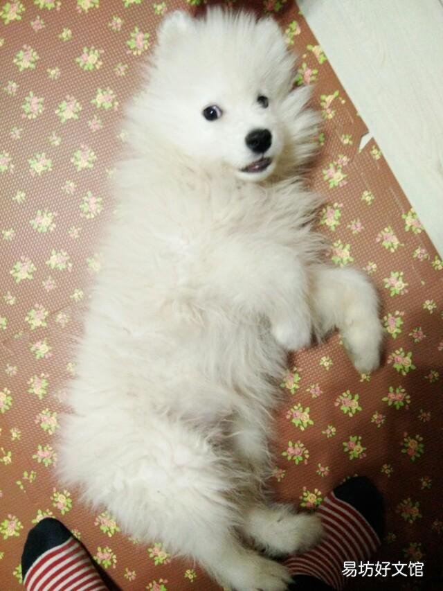 萨摩看门可靠吗?