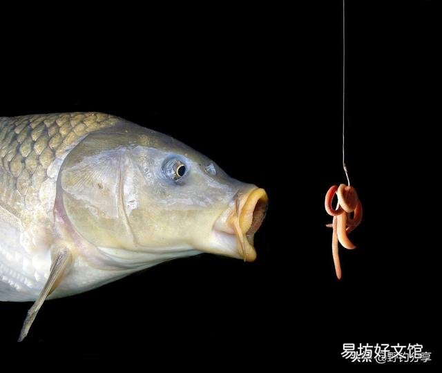 冬天晴天0至9度，西南风向阳无风，为什么钓不到鱼？