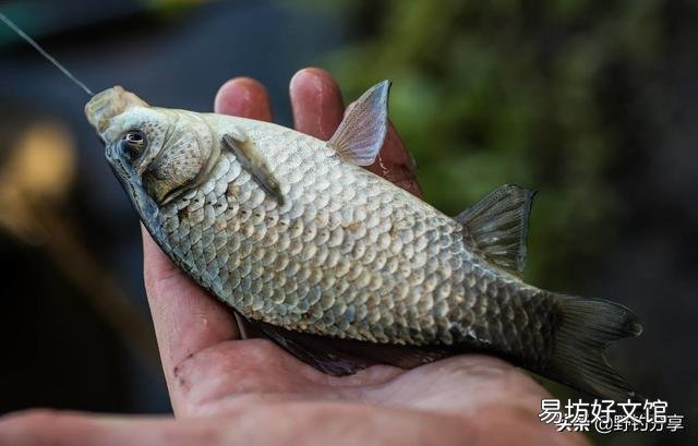 冬天晴天0至9度，西南风向阳无风，为什么钓不到鱼？