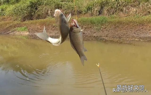 钓鱼时如何正确用蚯蚓?