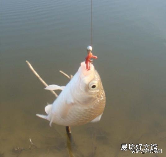 钓鱼时如何正确用蚯蚓?