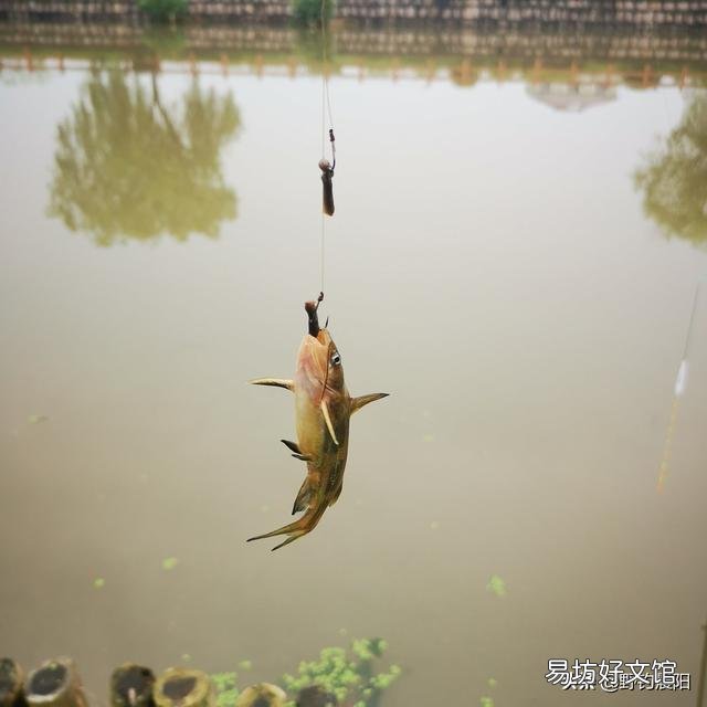 钓鱼时如何正确用蚯蚓?