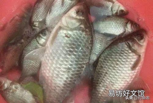 冬天钓鲫鱼,钓深还是钓弯?