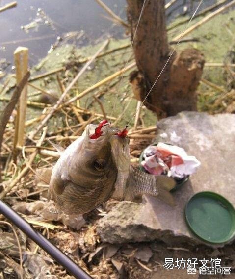 冬天钓鲫鱼,钓深还是钓弯?
