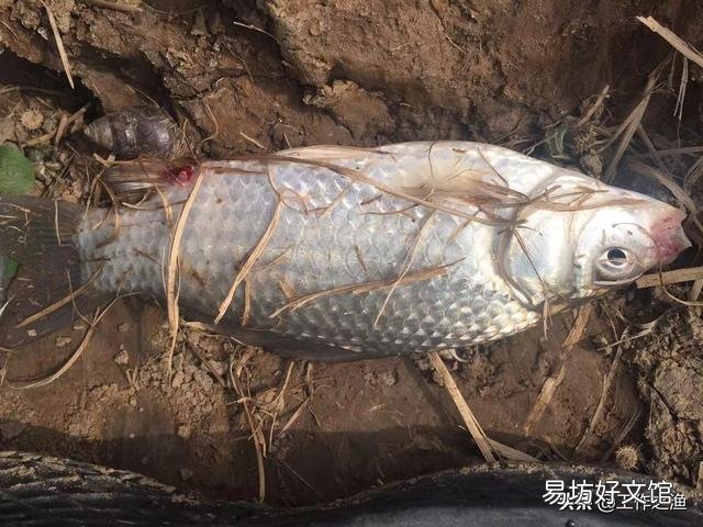 冬天钓鲫鱼,钓深还是钓弯?