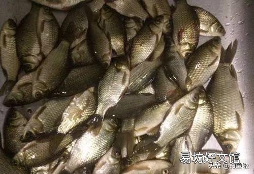 冬天钓鲫鱼,钓深还是钓弯?