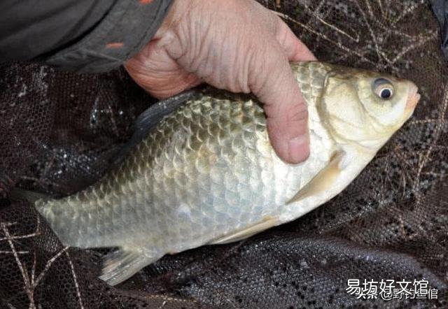 冬天鲫鱼用什么打窝,什么饵好钓?