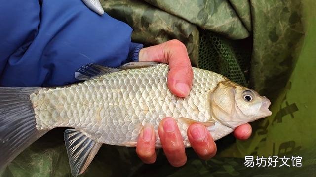 冬天鲫鱼用什么打窝,什么饵好钓?