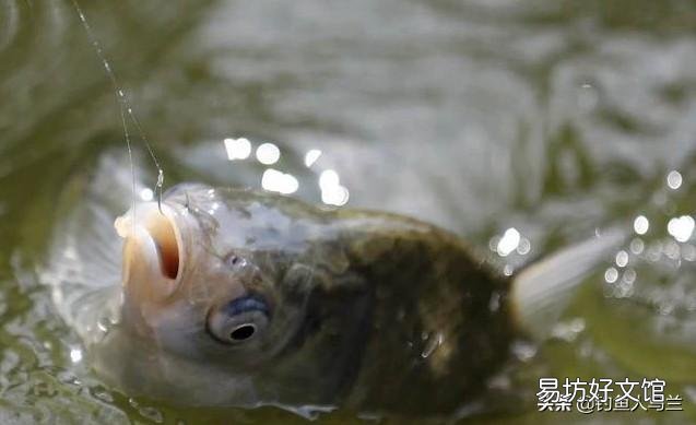 冬天鲫鱼用什么打窝,什么饵好钓?