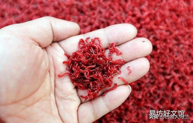 冬天鲫鱼用什么打窝,什么饵好钓?