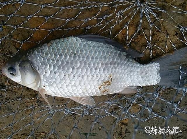 冬季怎么还可以钓到鲫鱼,钓鲫鱼的方法技巧是什么呢?