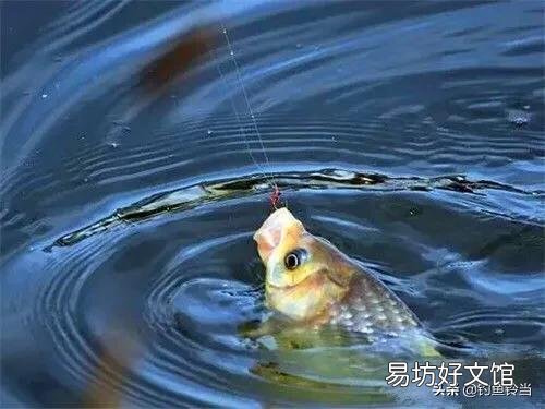 冬季怎么还可以钓到鲫鱼,钓鲫鱼的方法技巧是什么呢?