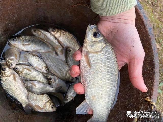 冬季怎么还可以钓到鲫鱼,钓鲫鱼的方法技巧是什么呢?