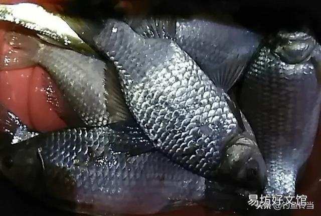 冬季怎么还可以钓到鲫鱼,钓鲫鱼的方法技巧是什么呢?