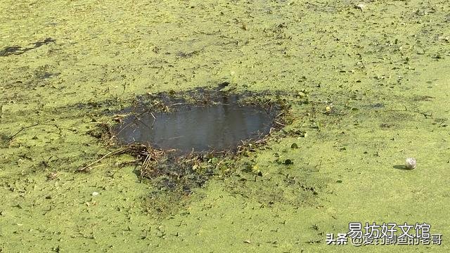 陌生水域钓鱼，你们通过哪种方式辨别水里有没有鱼？