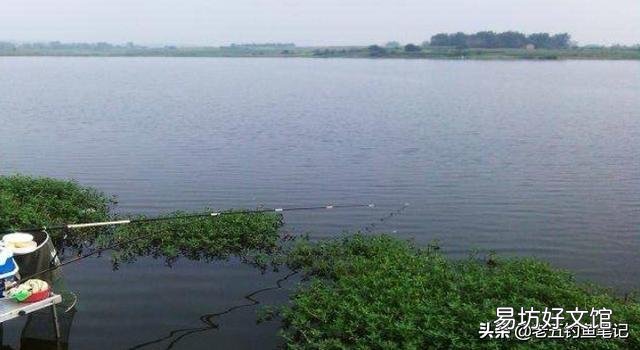 陌生水域钓鱼，你们通过哪种方式辨别水里有没有鱼？