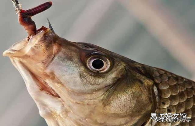 我想请教各位钓鱼大师，浮漂十几块钱和几十块钱上百的浮漂有什么区别？