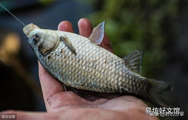 冬季野河水深1.5米水浑浊适合钓鱼吗?