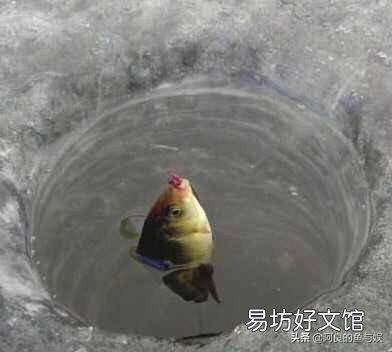 冰钓，昨天钓两米水深没口，后来钓一米深，结果中了鲤鱼和鲢鱼，请问这是什么原因？