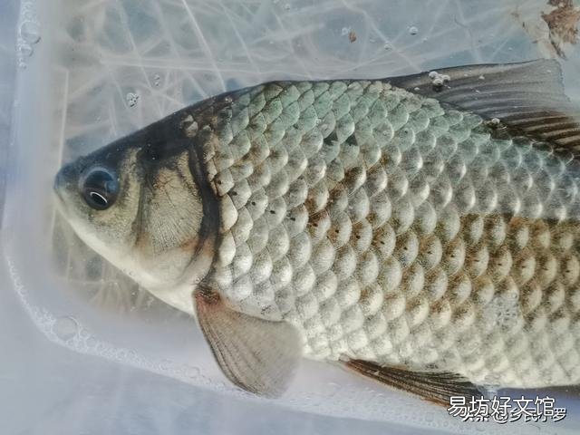 冬季走水处有大板鲫吗?怎么钓?