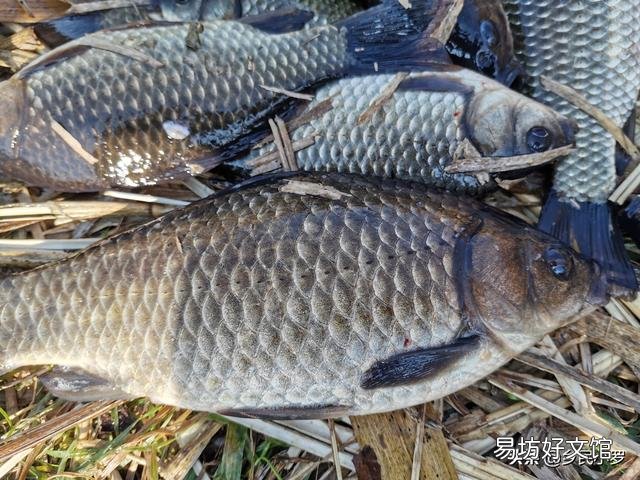 冬季走水处有大板鲫吗?怎么钓?