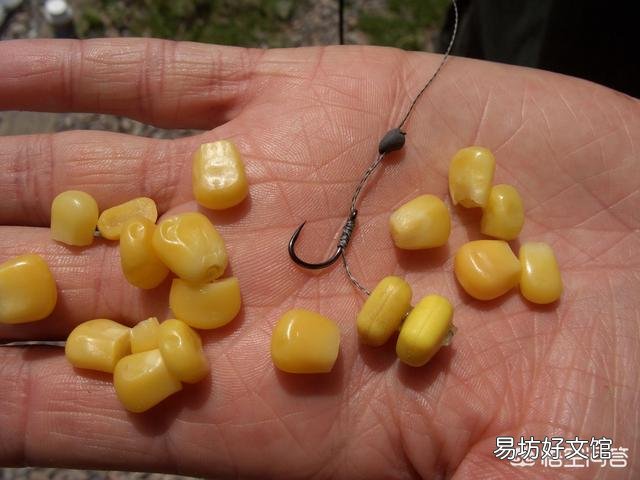 钓鲤鱼用的玉米怎么泡制，商品玉米哪些品牌比较好？