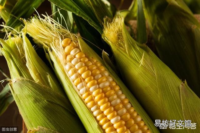 钓鲤鱼用的玉米怎么泡制，商品玉米哪些品牌比较好？