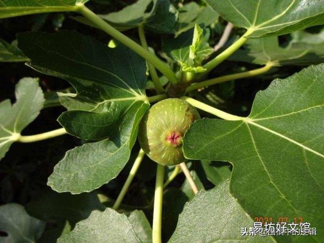 无花果的白汁能治什么病 无花果为什么被叫做无花果