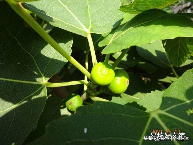 无花果的白汁能治什么病 无花果为什么被叫做无花果