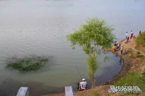 在江河水库钓鲫鱼时如何选择钓位？
