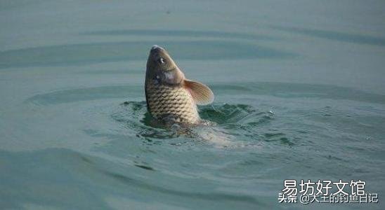 钓箱和小钓台在野钓中哪种更实用?