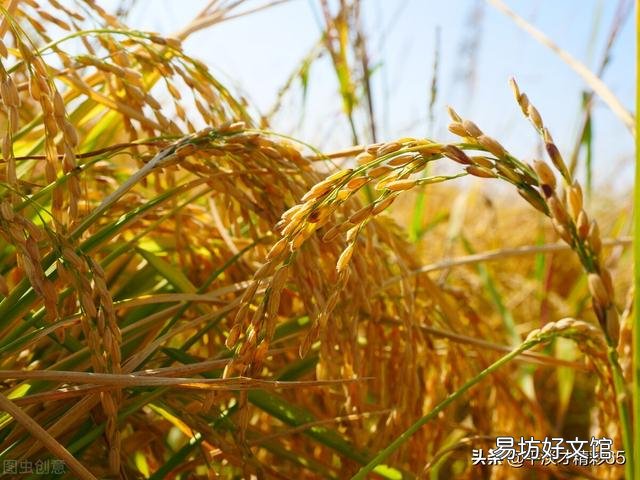 如果农民不种地了,你知道是谁最先扛不住吗?
