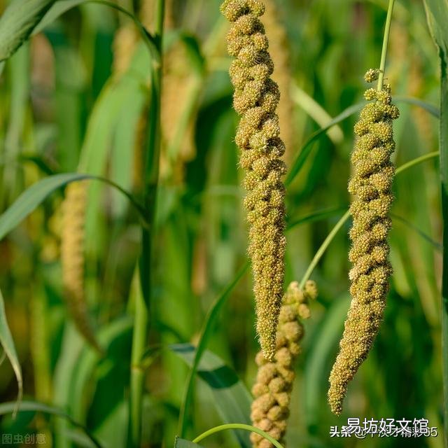 如果农民不种地了,你知道是谁最先扛不住吗?