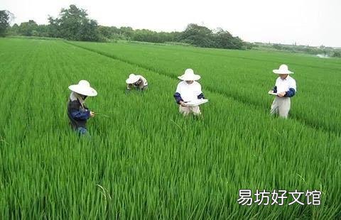 如果农民不种地了,你知道是谁最先扛不住吗?