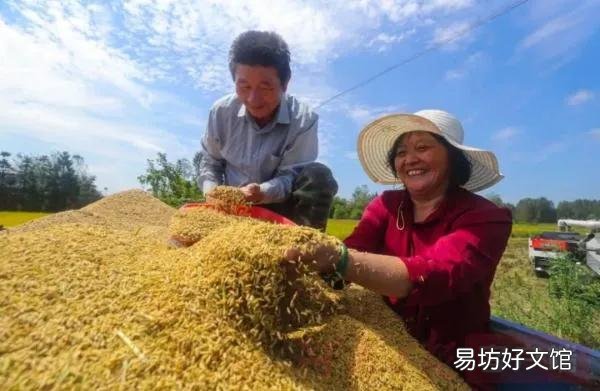 农村人马路上晒玉米,专家说违规应禁止,为什么农民还要晒?