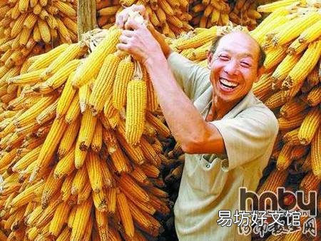 农村人马路上晒玉米,专家说违规应禁止,为什么农民还要晒?