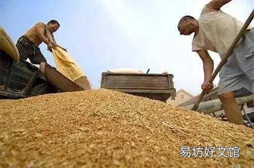 农村人马路上晒玉米,专家说违规应禁止,为什么农民还要晒?